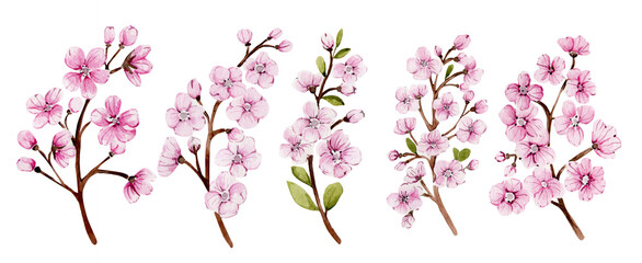 Beautiful watercolor branches of blooming pink sakura