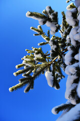 Snow-covered branches of European spruce against the blue sky.