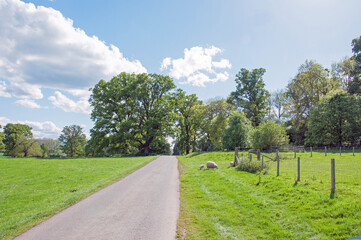 Fototapeta na wymiar Summertime road in the countryside