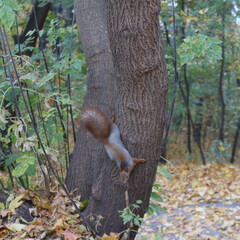 squirrel in the forest