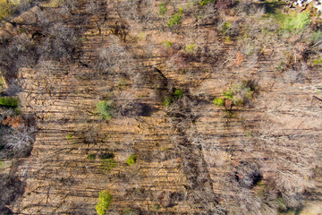 Top-down aerial view of woodland near Rockville, Montgomery County, Maryland. 