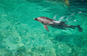 Fototapeta premium Beautiful dolphin smiling in blue swimming pool water on clear sunny day.