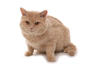Cream Short Hair Selkirk Rex Cat