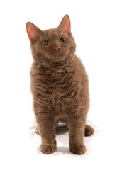 Cinnamon Short Hair Selkirk Rex Kitten