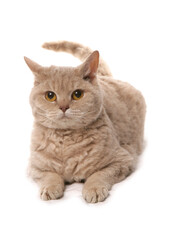 Fawn Golden Shaded Short Hair Selkirk Rex Cat