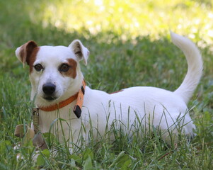jack russell terrier