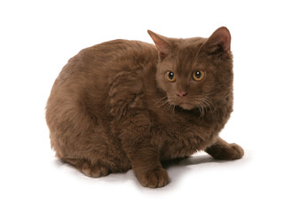 Cinnamon Short Hair Selkirk Rex Cat
