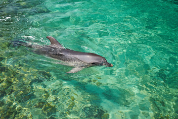 Beautiful dolphin smiling in blue swimming pool water on clear sunny day.