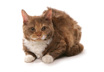 Cinnamon and White Short Hair Selkirk Rex Cat