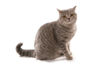Blue Spotted British Shorthair Cat