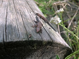 lizard on the wooden fence