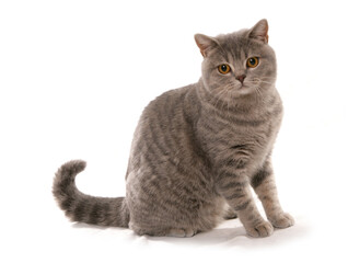 Obraz premium Blue Spotted British Shorthair Cat