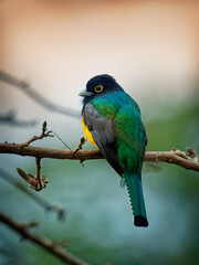 Gartered trogon - Trogon caligatus also northern violaceous trogon, yellow and dark blue, green passerine bird,  in forests Mexico, Central America, to Colombia, Ecuador Venezuela