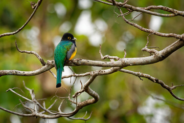 Gartered trogon - Trogon caligatus also northern violaceous trogon, yellow and dark blue, green passerine bird,  in forests Mexico, Central America, to Colombia, Ecuador Venezuela