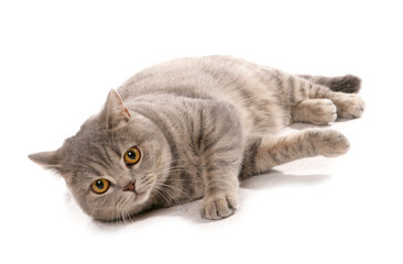 Blue Spotted British Shorthair Cat