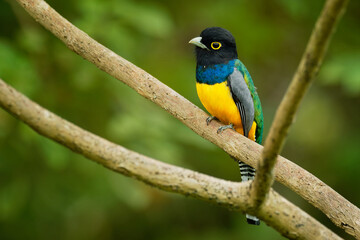 Gartered trogon - Trogon caligatus also northern violaceous trogon, yellow and dark blue, green passerine bird,  in forests Mexico, Central America, to Colombia, Ecuador Venezuela