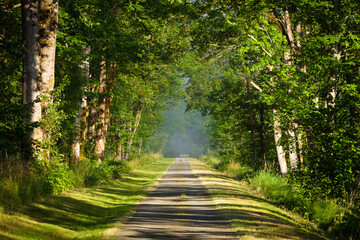 Summer trail through canopy of green trees along the old railroad bed passing along the Snoqualmie...