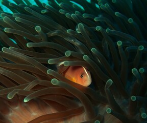 Fototapeta na wymiar Cute clownfish amongst the reef