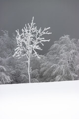 Zimowe oszronione drzewo