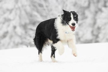 Border collie na śniegu