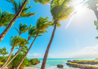 Coconut palm trees by the sea in Bas du Fort shore in Guadeloupe