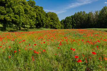 Red poppies grow in a meadow against a background of green forest