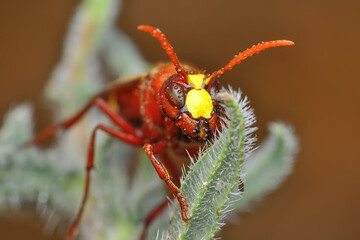 Beautiful Median wasp (Dolichovespula) portrait 