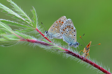 Macro shots, Beautiful nature scene. Closeup beautiful butterfly sitting on the flower in a summer garden.