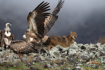 Golden jackal fighting between vultures. Jackal and griffon vultures in the Bulgarian Rhodope mountains. Carnivore during winter. European nature.