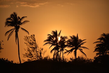 Naklejka na ściany i meble Silhouette Of Palm Trees At Sunset