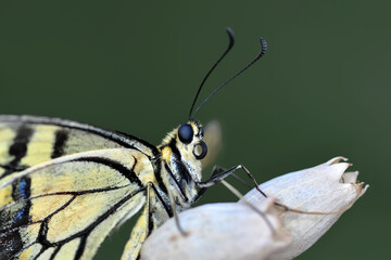 Macro shots, Beautiful nature scene. Closeup beautiful butterfly sitting on the flower in a summer garden.