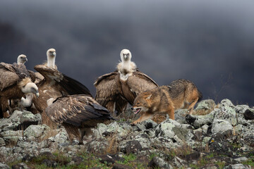 Golden jackal fighting between vultures. Jackal and griffon vultures in the Bulgarian Rhodope mountains. Carnivore during winter. European nature.