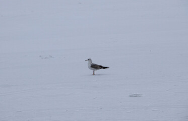 bird on the beach