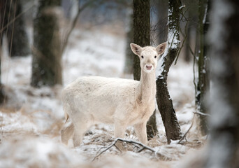 Łania Daniela  © Sporywildlife