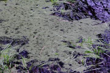 Surface of a pond covered with green water plants, England, UK