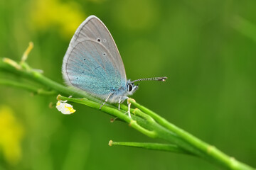 Obraz premium Macro shots, Beautiful nature scene. Closeup beautiful butterfly sitting on the flower in a summer garden.