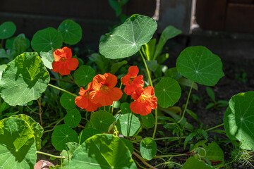 Garden cosmos or mexican aster (cosmos bipinnatus) blossom with green foliage in the background