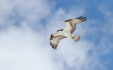 osprey in flight