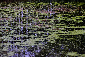 Surface of a pond covered with green water plants, England, UK