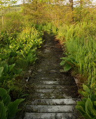 Fototapeta na wymiar wooden path in the forest