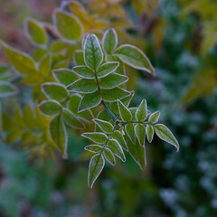 Ice fringed green leaves in winter against soft blurred background