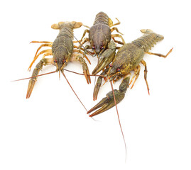 Three fresh crayfish.