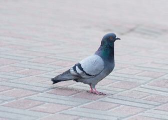 Closeup of Grey Pigeon Bird on a City Street.