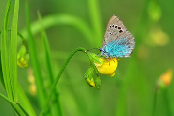 Macro shots, Beautiful nature scene. Closeup beautiful butterfly sitting on the flower in a summer garden.