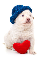 White puppy in a hat with a heart.