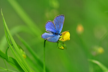 Macro shots, Beautiful nature scene. Closeup beautiful butterfly sitting on the flower in a summer garden.