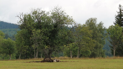 Sheeps under the old tree