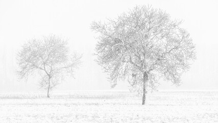 Fototapeta na wymiar Frozen tree in a winter day in Alava, Spain