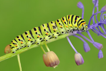 Macro shots, Beautiful nature scene. Close up beautiful caterpillar of butterfly  