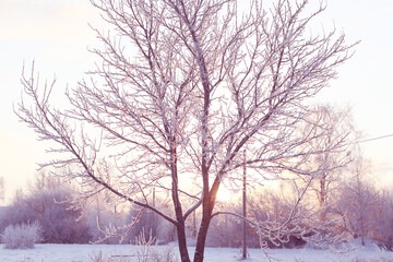 wonderful winter morning with sunrise and field landscape